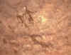 fototassilliff.jpg (13940 bytes)