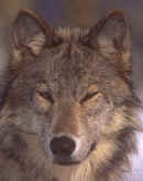 lobo5.jpg (40004 bytes)